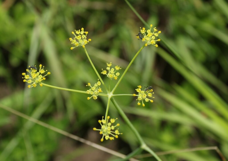 Afrosciadium afrum photo 8