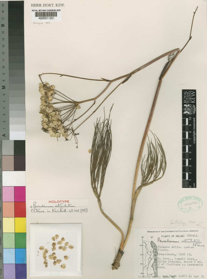 Afrosciadium articulatum