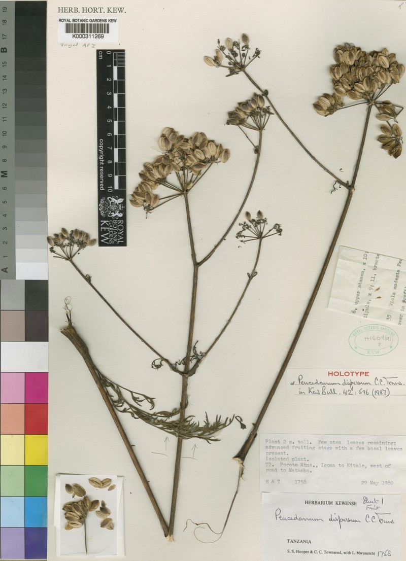 Afrosciadium dispersum