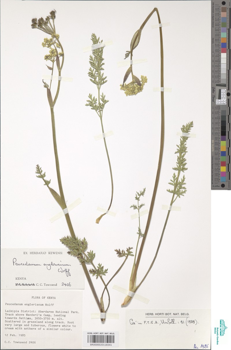 Afrosciadium englerianum