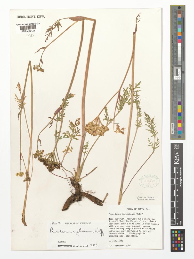Afrosciadium englerianum photo 2