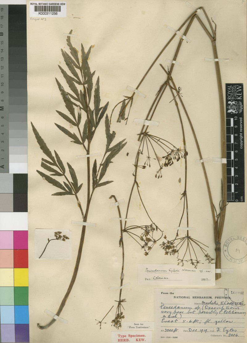 Afrosciadium eylesii