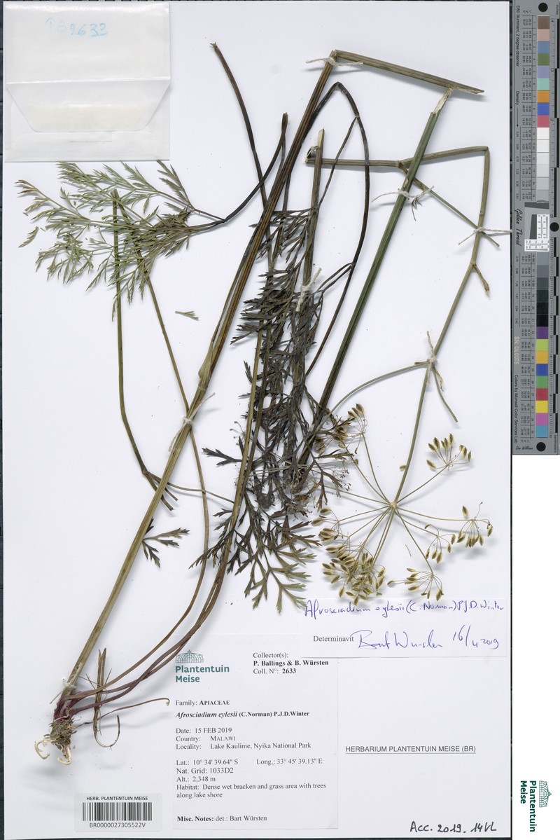 Afrosciadium eylesii photo 2