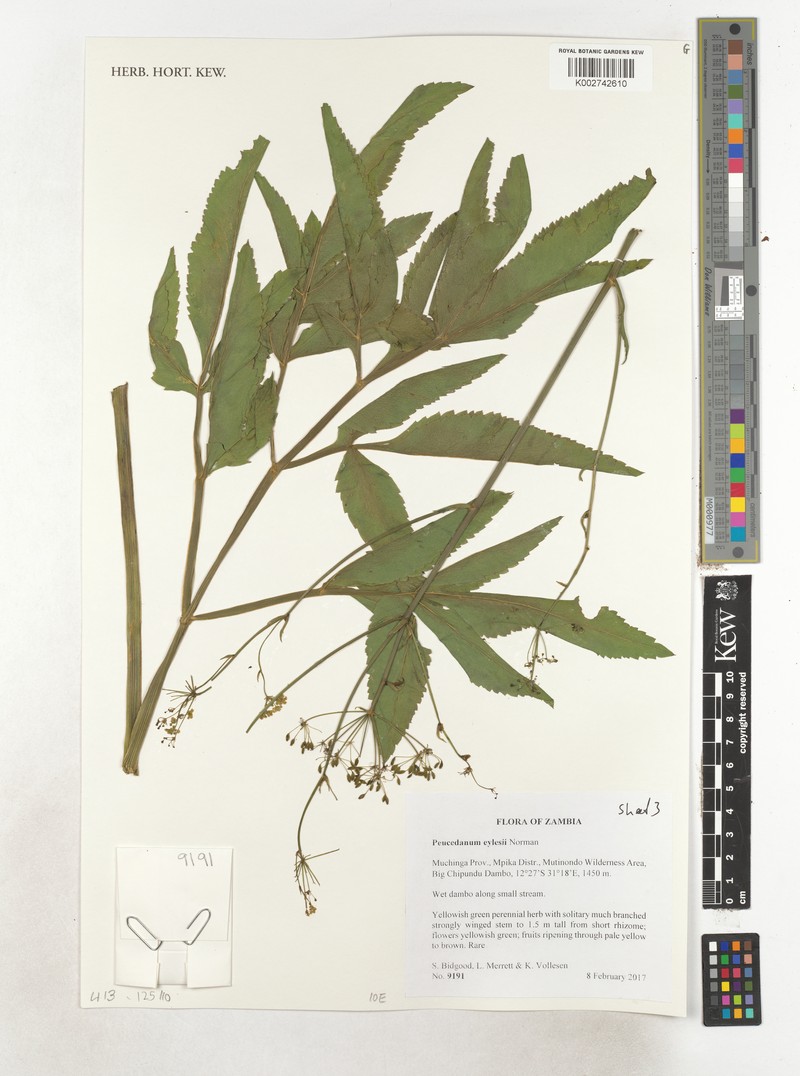 Afrosciadium eylesii photo 3