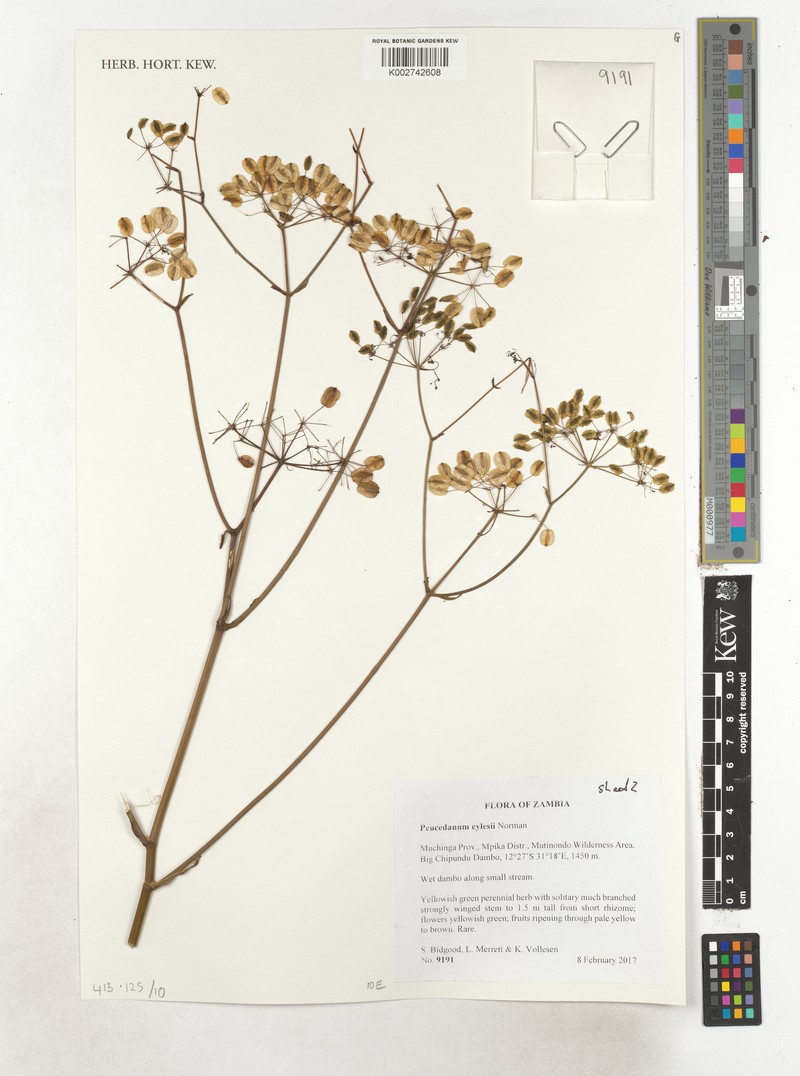 Afrosciadium eylesii photo 4