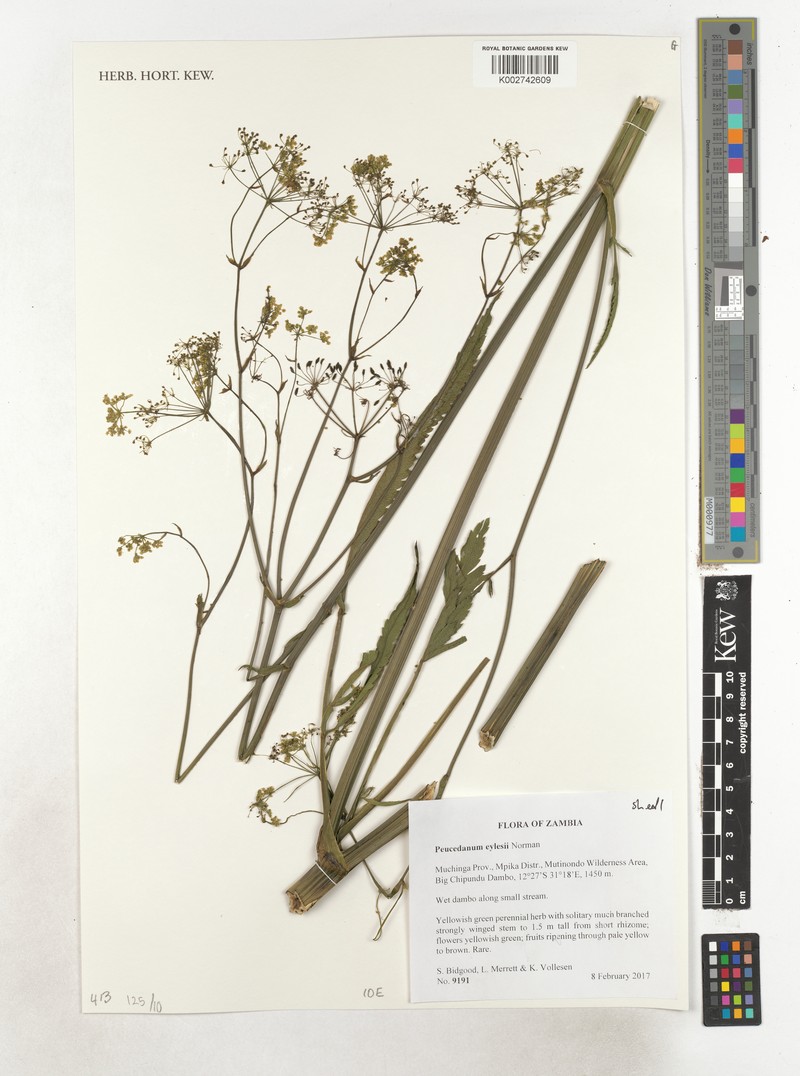 Afrosciadium eylesii photo 5
