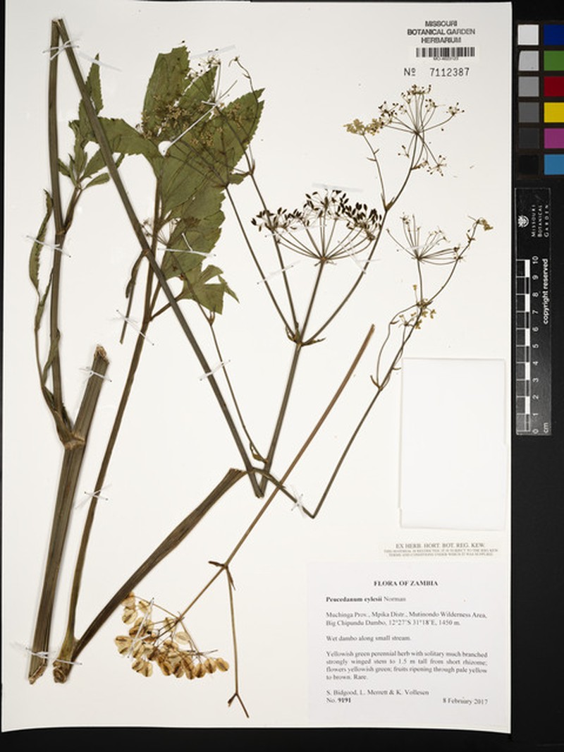 Afrosciadium eylesii photo 6