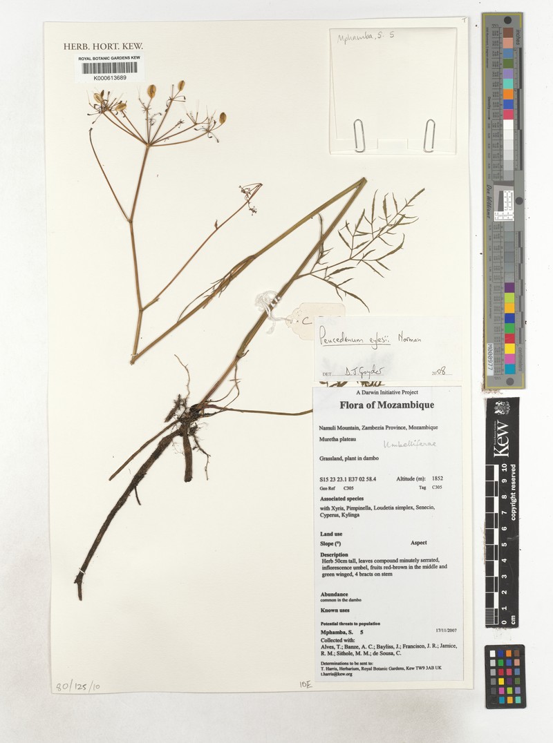 Afrosciadium eylesii photo 7