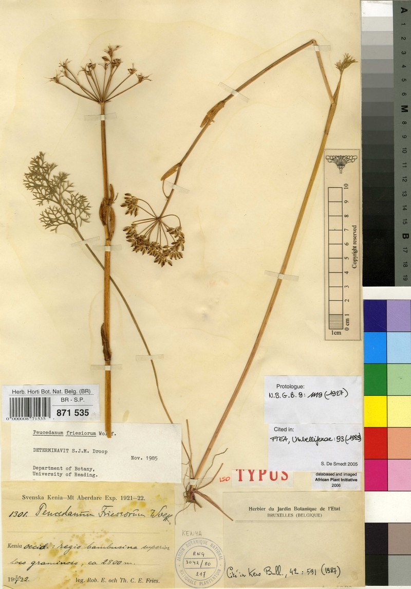 Afrosciadium friesiorum