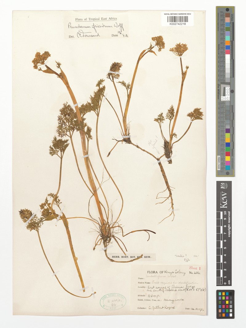 Afrosciadium friesiorum photo 2
