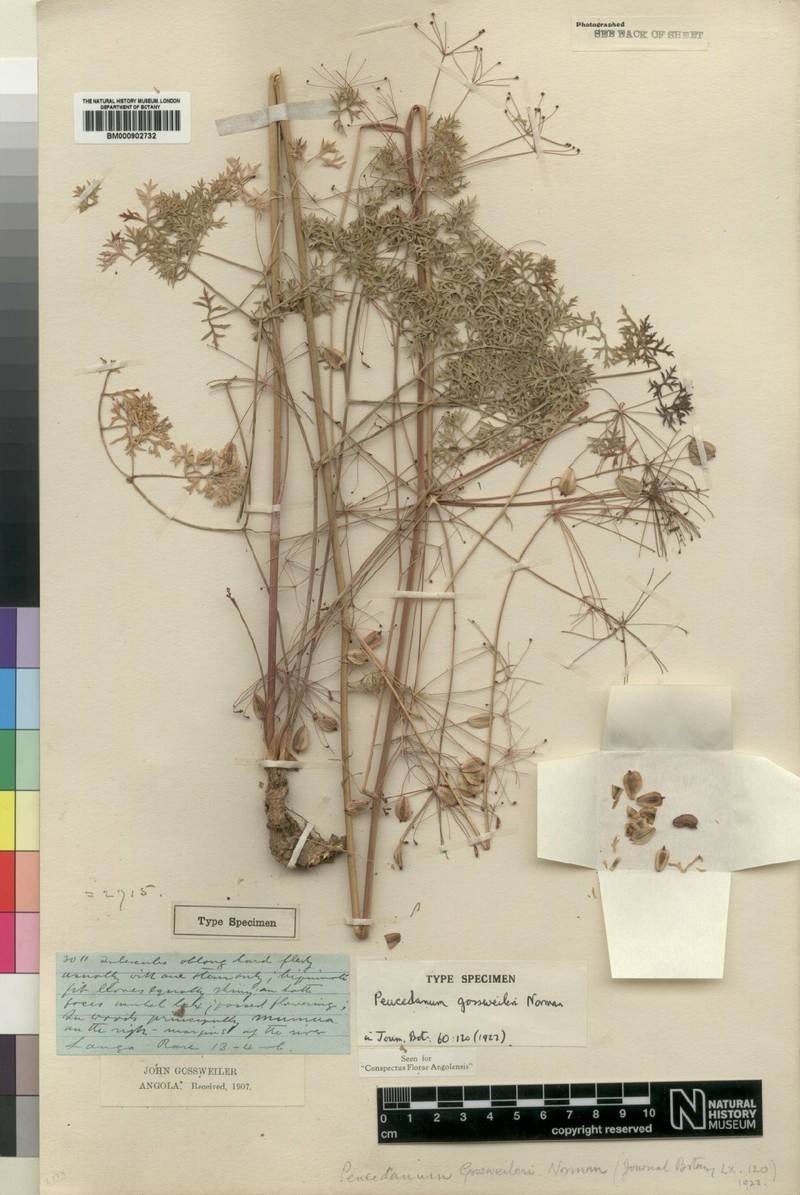 Afrosciadium gossweileri