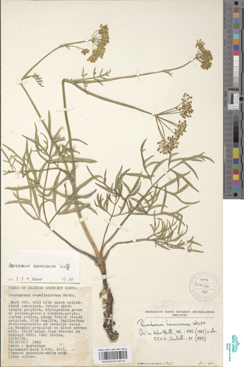 Afrosciadium harmsianum
