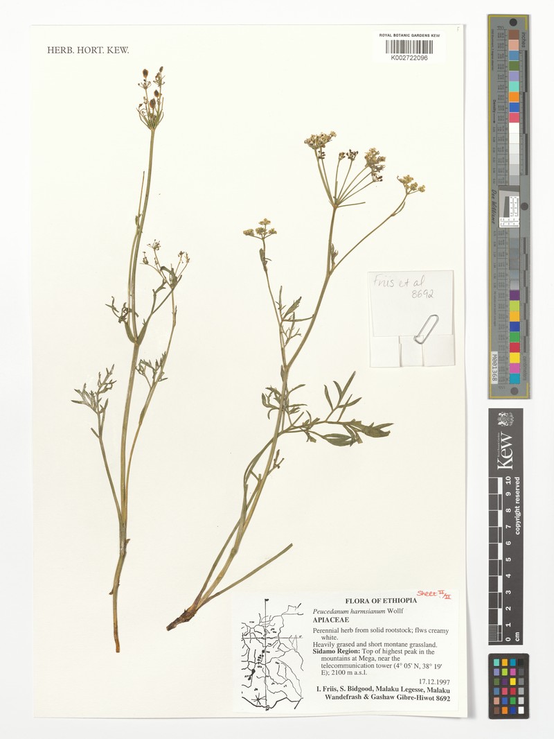 Afrosciadium harmsianum photo 3