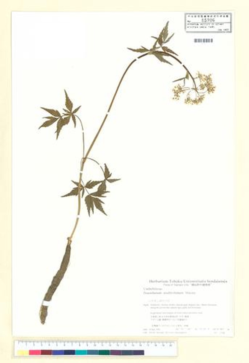 Afrosciadium harmsianum photo 4