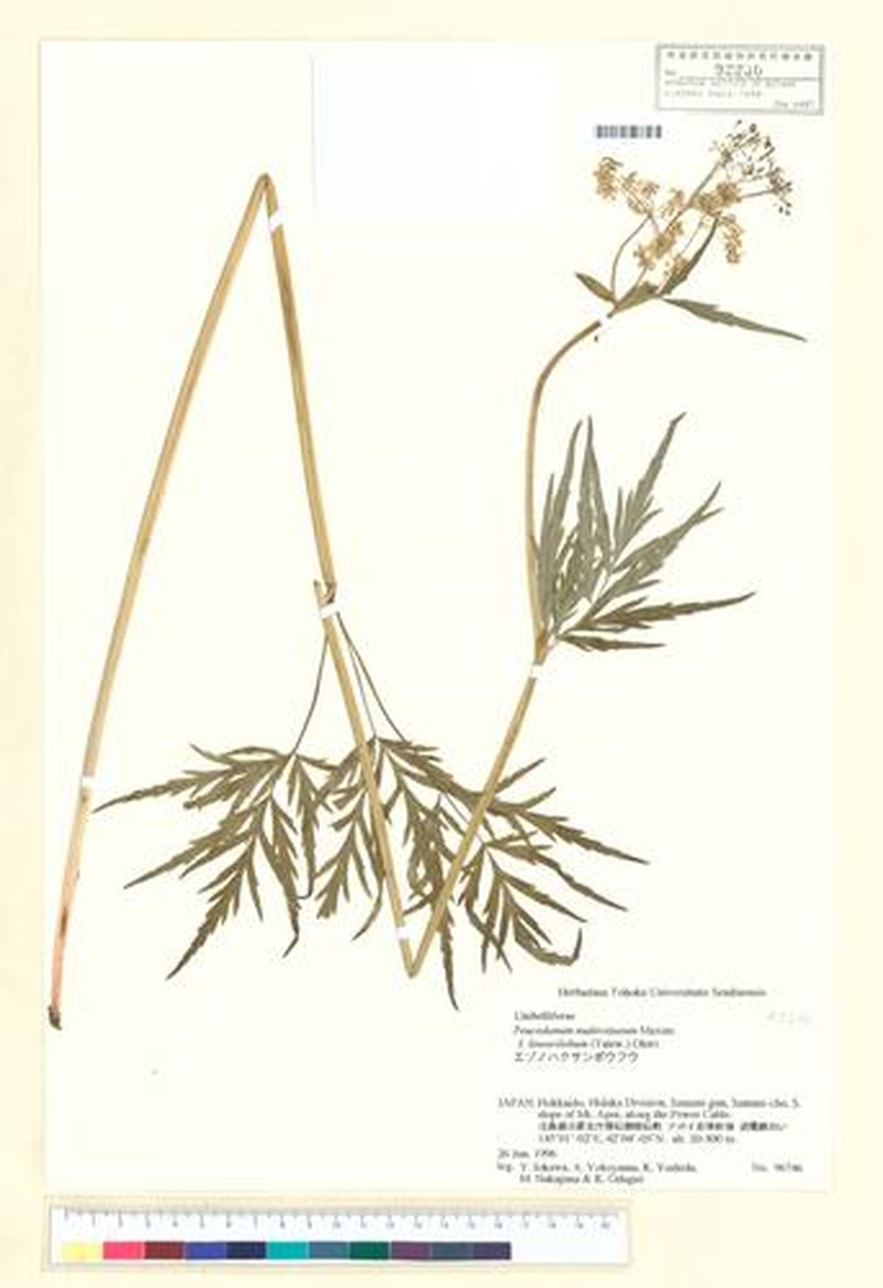Afrosciadium harmsianum photo 5