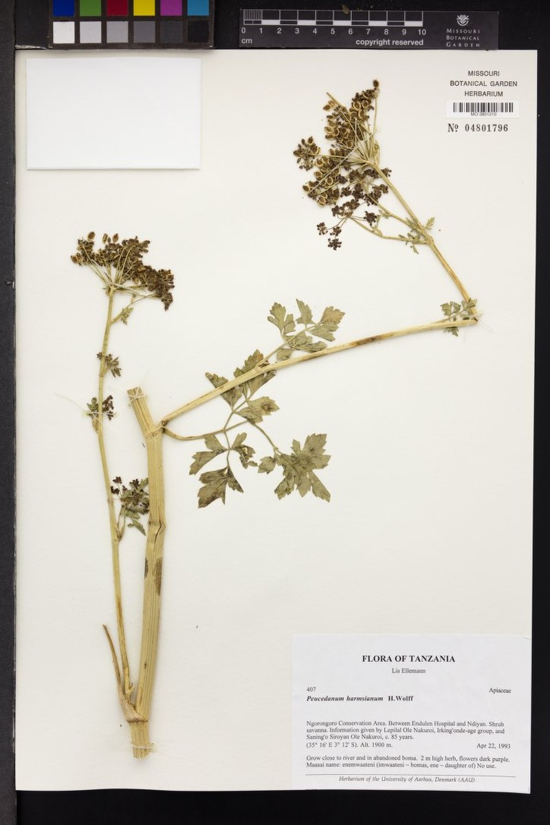 Afrosciadium harmsianum photo 7