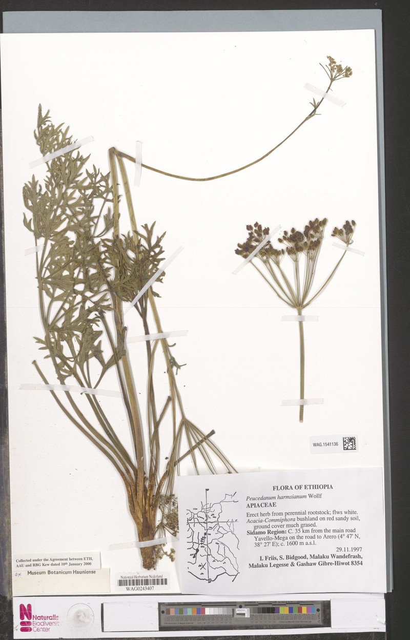 Afrosciadium harmsianum subsp. harmsianum photo 3