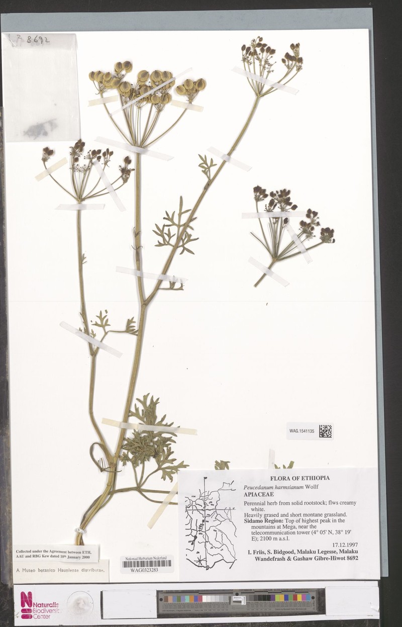 Afrosciadium harmsianum subsp. harmsianum photo 4