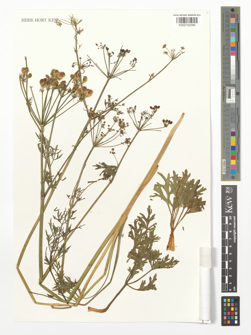 Afrosciadium harmsianum subsp. harmsianum
