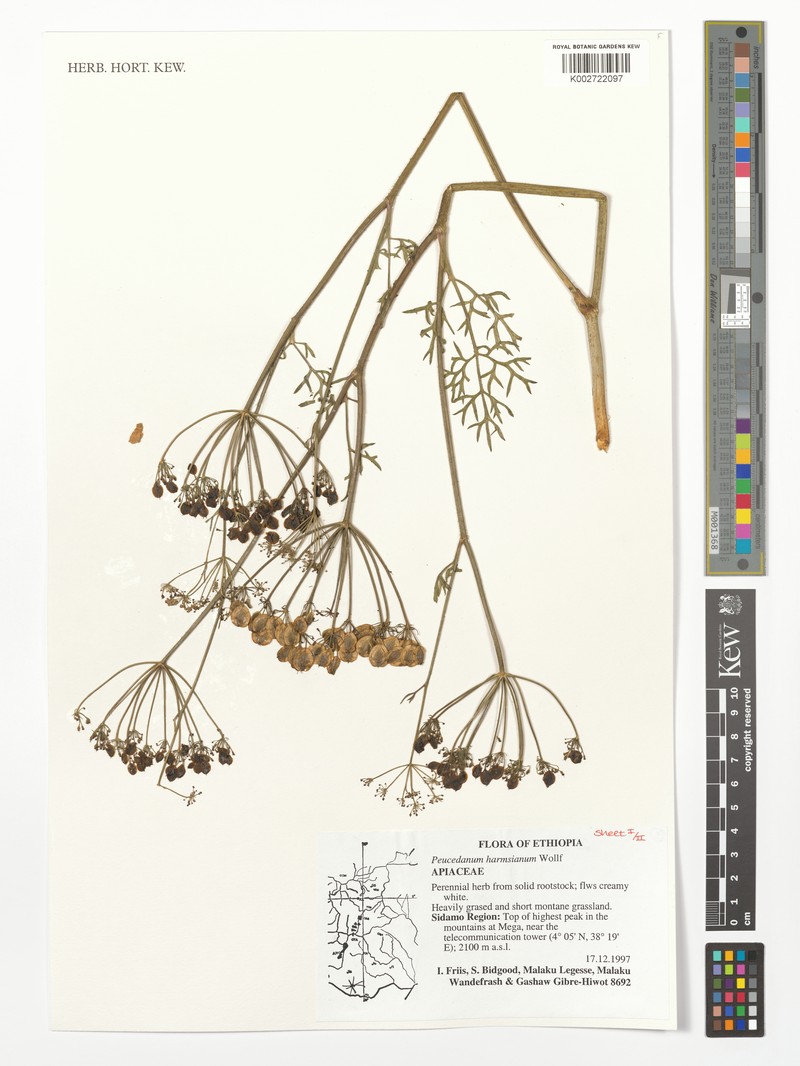Afrosciadium harmsianum subsp. harmsianum photo 2