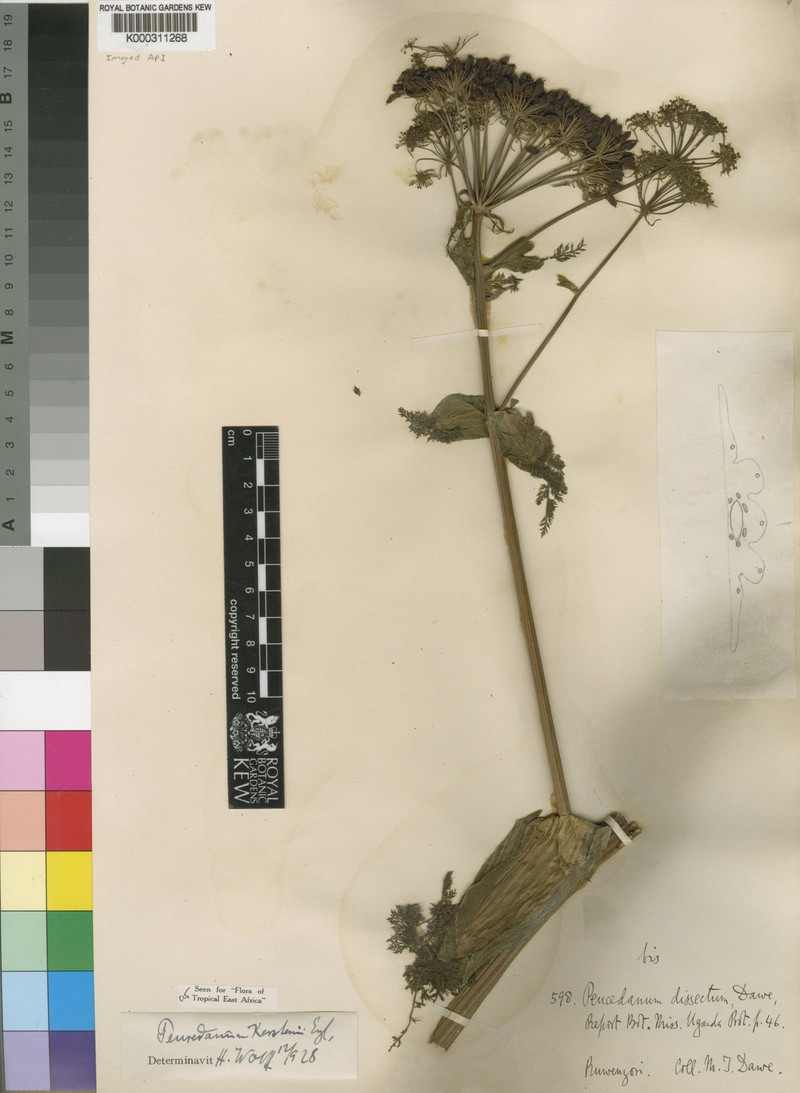 Afrosciadium kerstenii