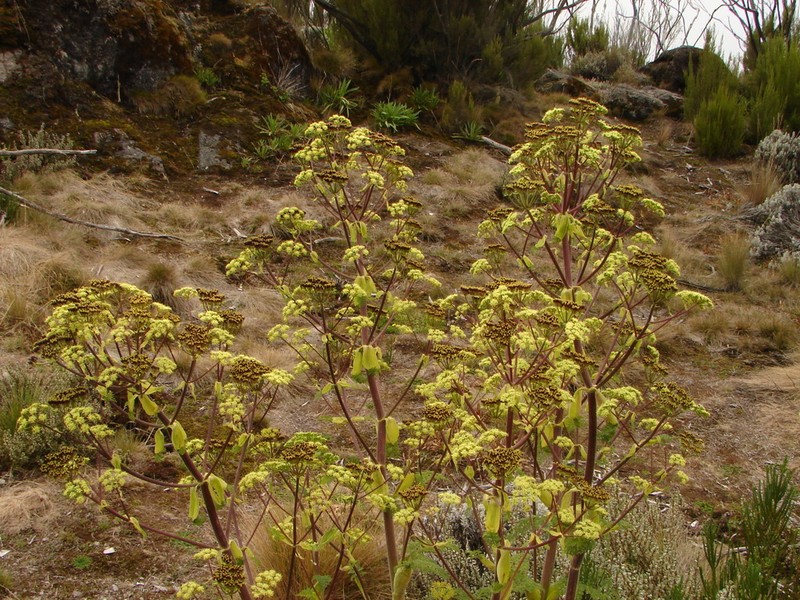 Afrosciadium kerstenii photo 2