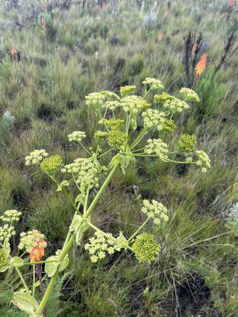 Afrosciadium kerstenii photo 3