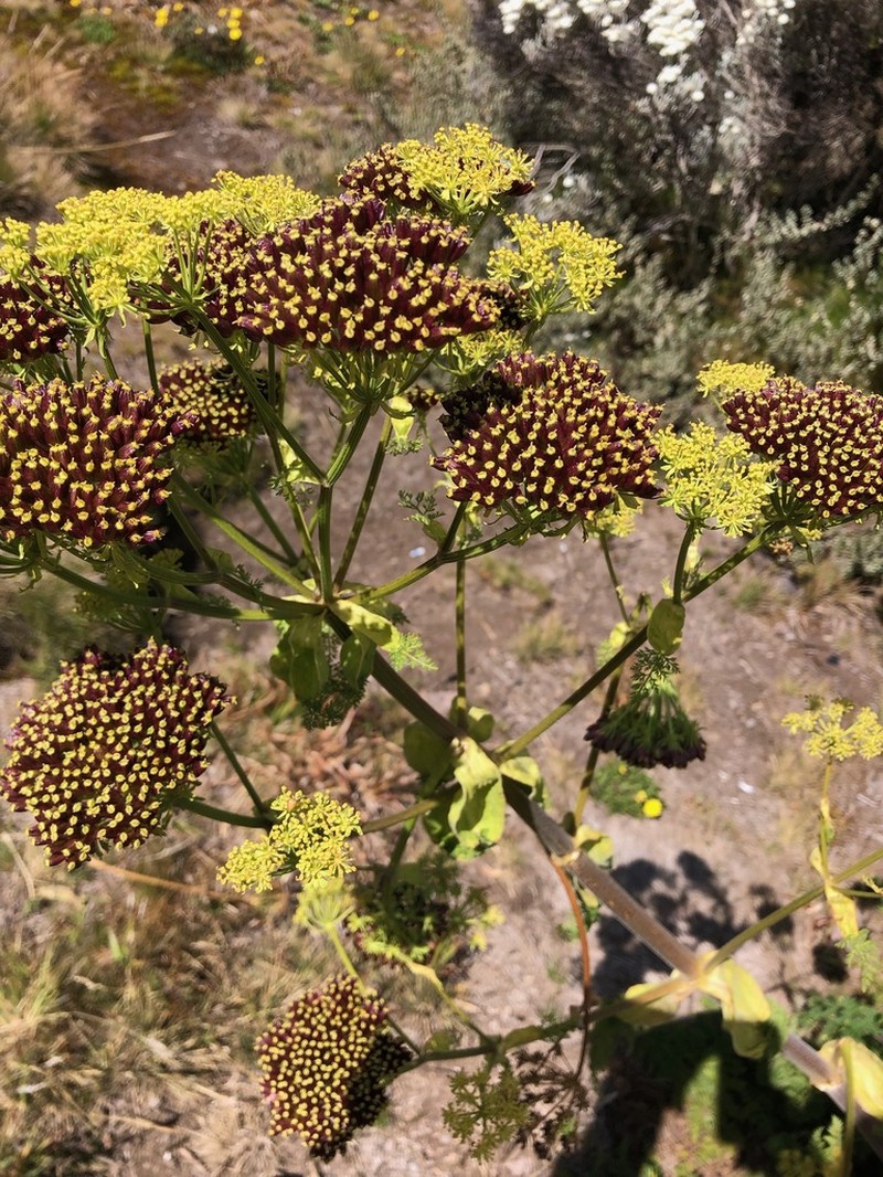 Afrosciadium kerstenii photo 4