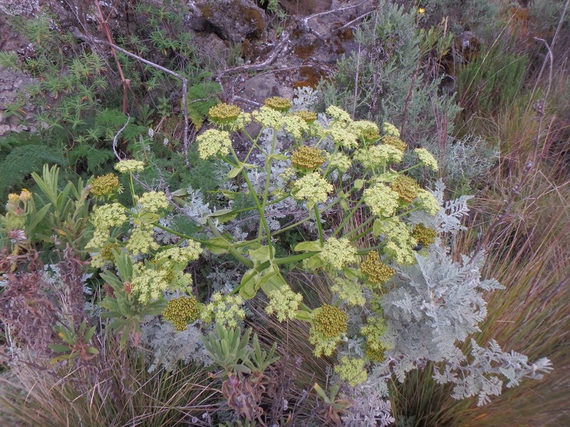 Afrosciadium kerstenii photo 5