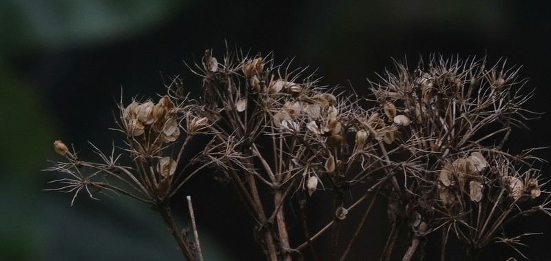 Afrosciadium kerstenii photo 6