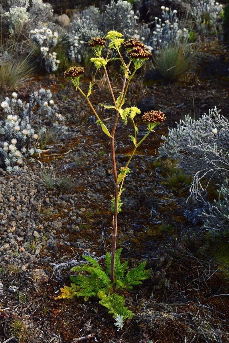 Afrosciadium kerstenii photo 7