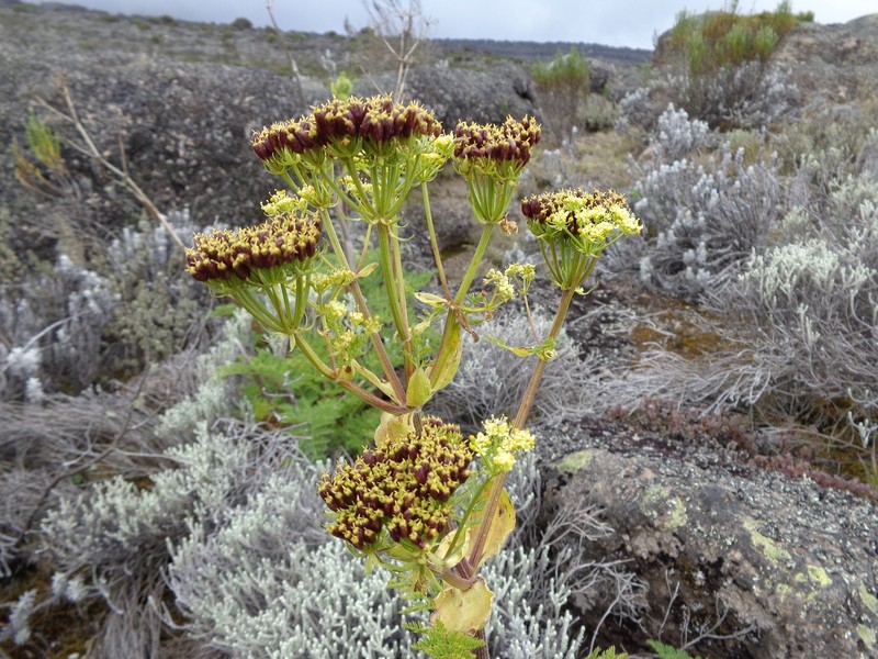 Afrosciadium kerstenii photo 8