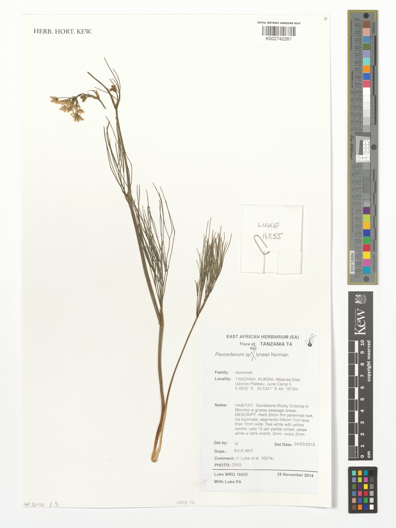 Afrosciadium lynesii photo 3