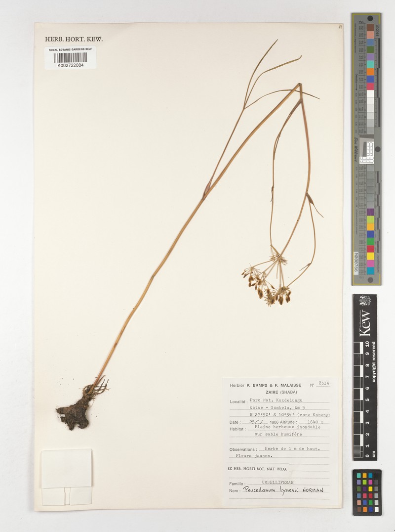 Afrosciadium lynesii photo 4