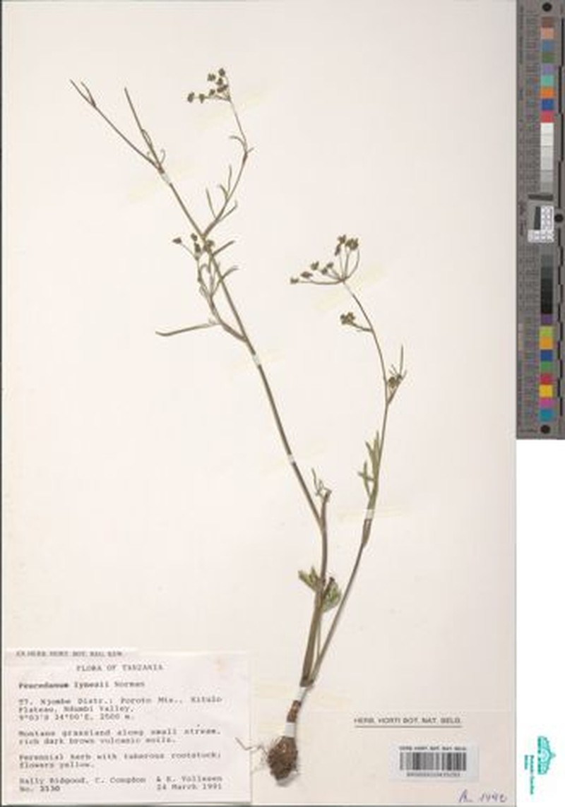 Afrosciadium lynesii photo 5