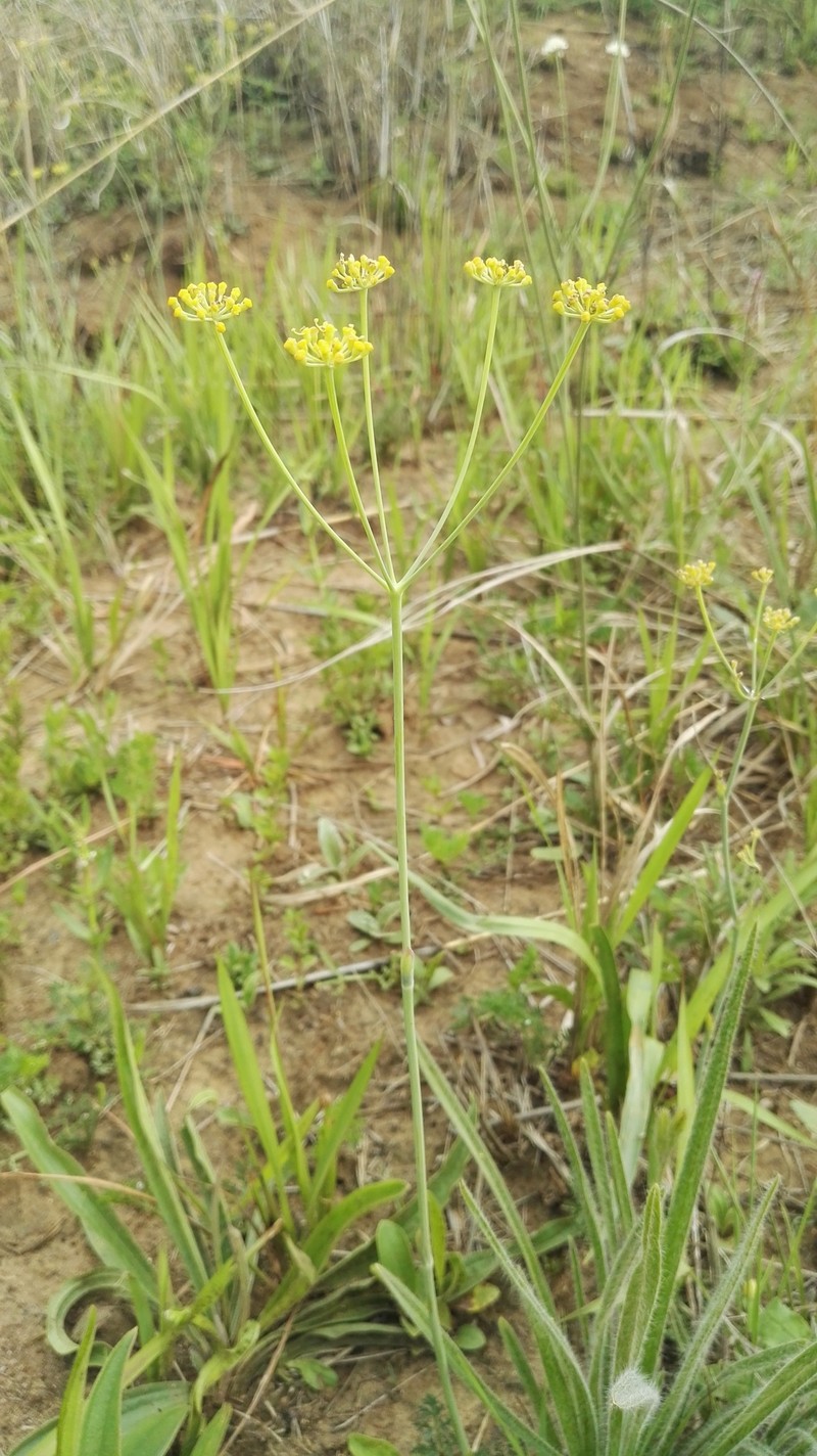 Afrosciadium magalismontanum