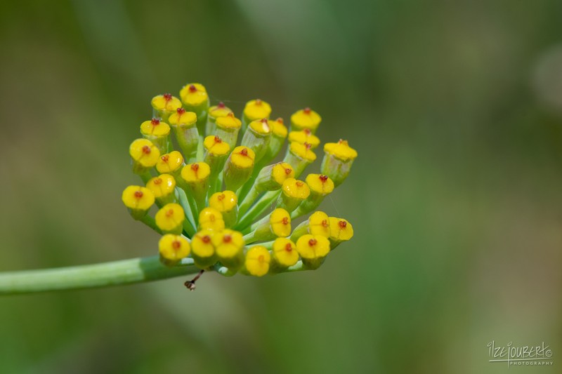 Afrosciadium magalismontanum photo 2