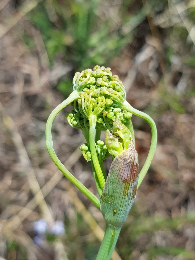 Afrosciadium magalismontanum photo 3