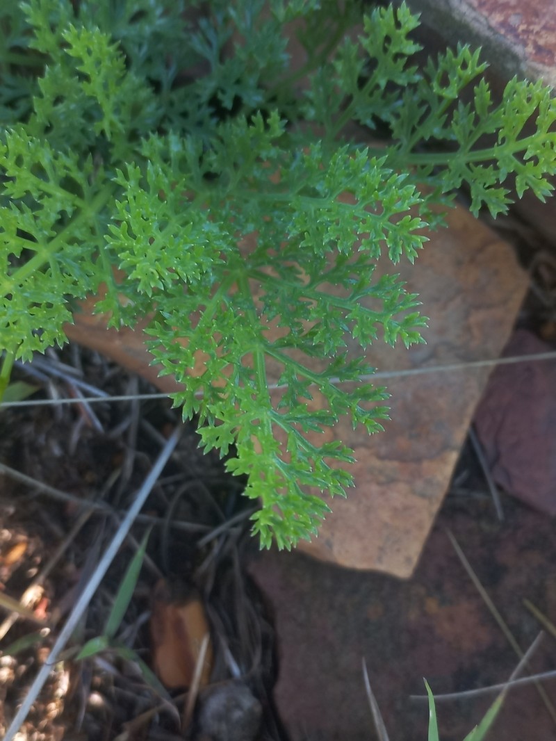 Afrosciadium magalismontanum photo 4