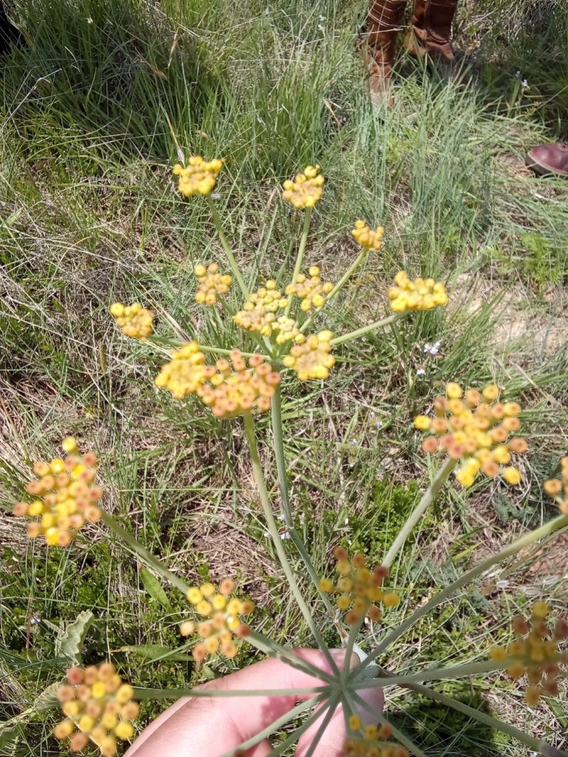Afrosciadium magalismontanum photo 5