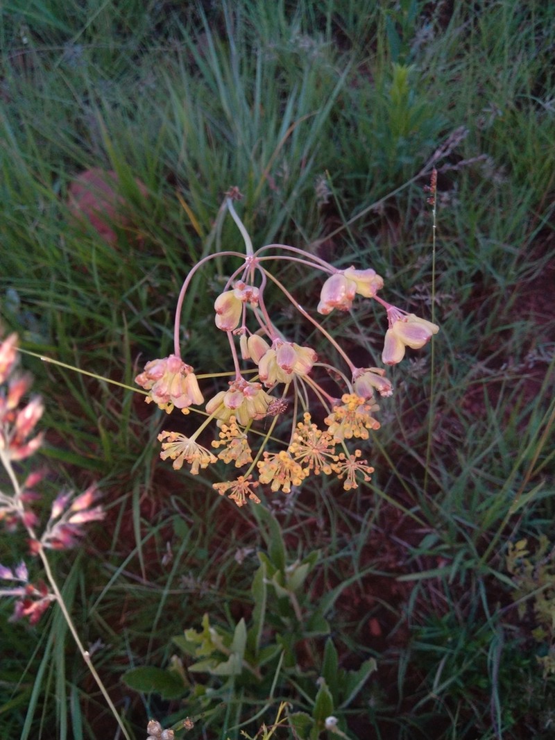 Afrosciadium magalismontanum photo 6