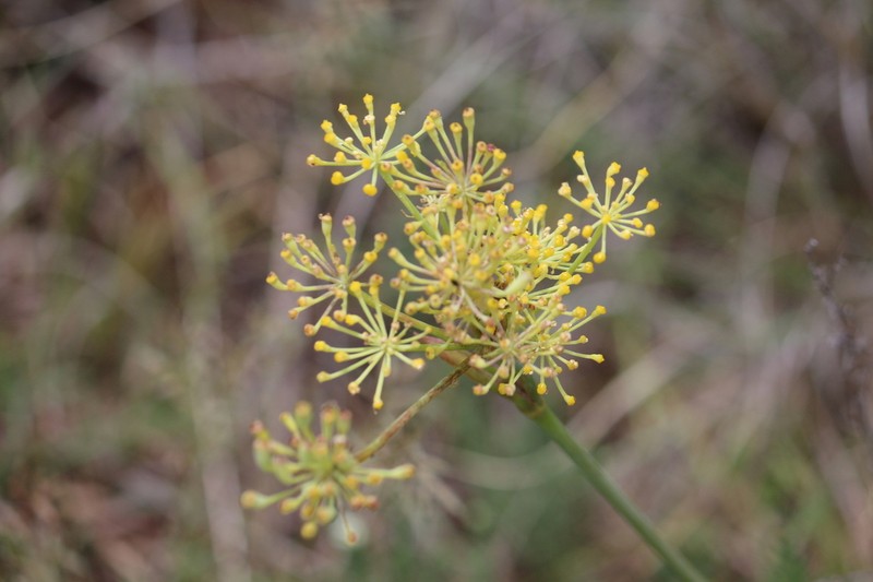 Afrosciadium magalismontanum photo 8