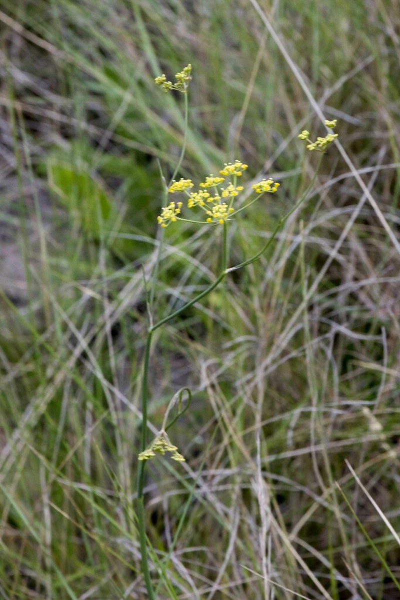 Afrosciadium natalense photo 2