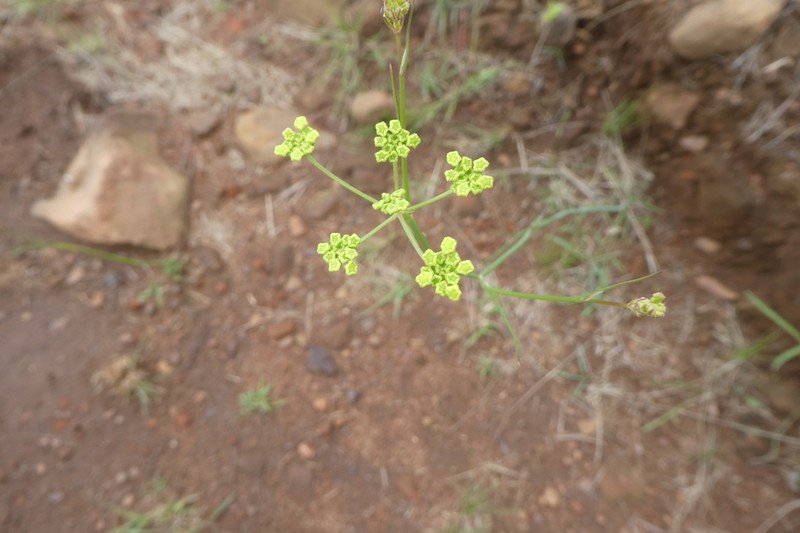 Afrosciadium natalense photo 5