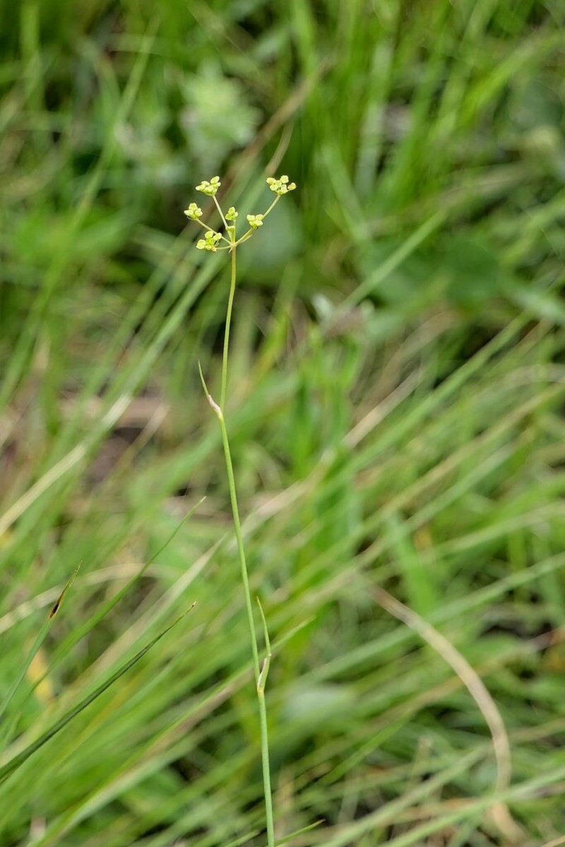 Afrosciadium natalense photo 8