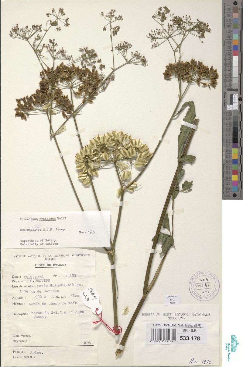 Afrosciadium nyassicum