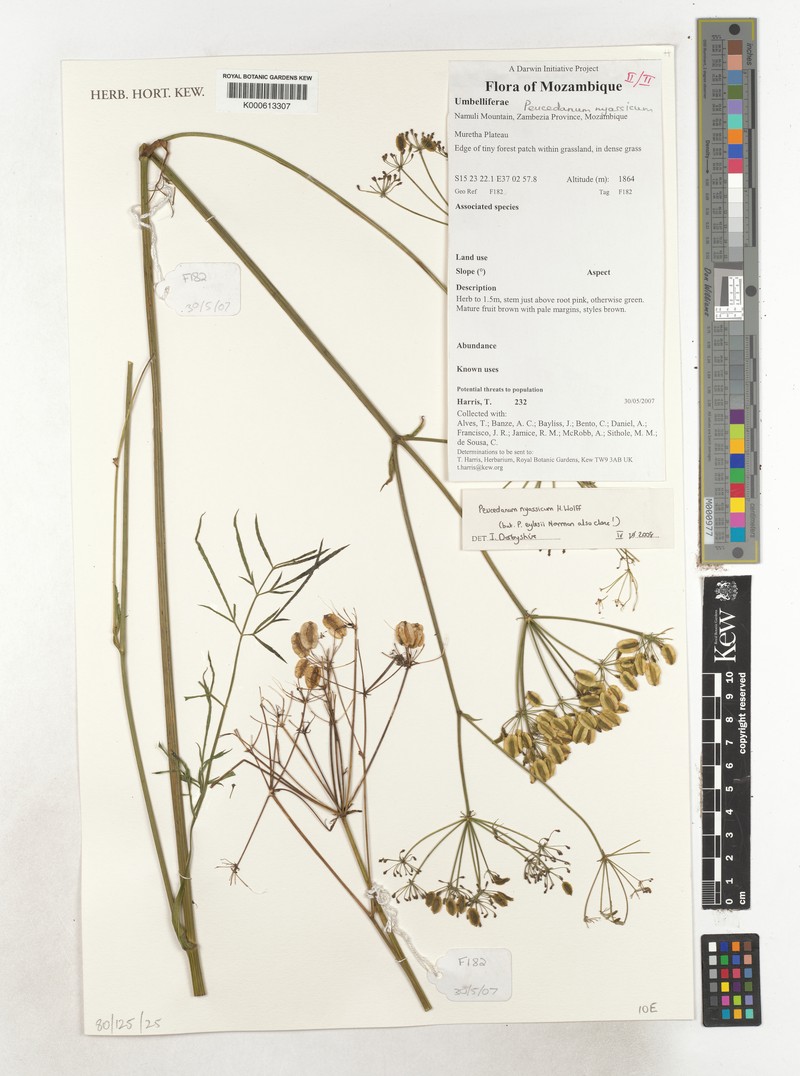 Afrosciadium nyassicum photo 2
