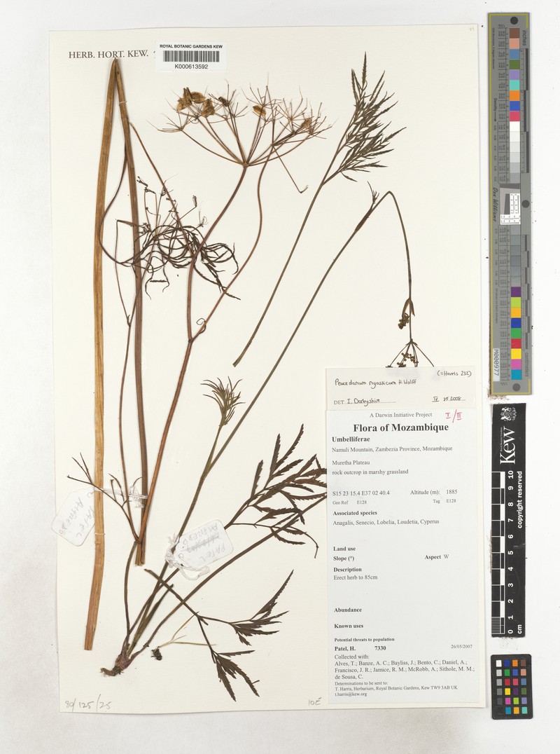 Afrosciadium nyassicum photo 3