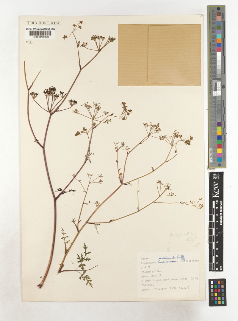 Afrosciadium nyassicum photo 4