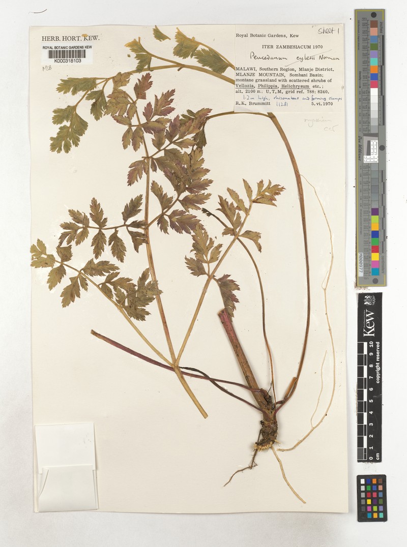 Afrosciadium nyassicum photo 5